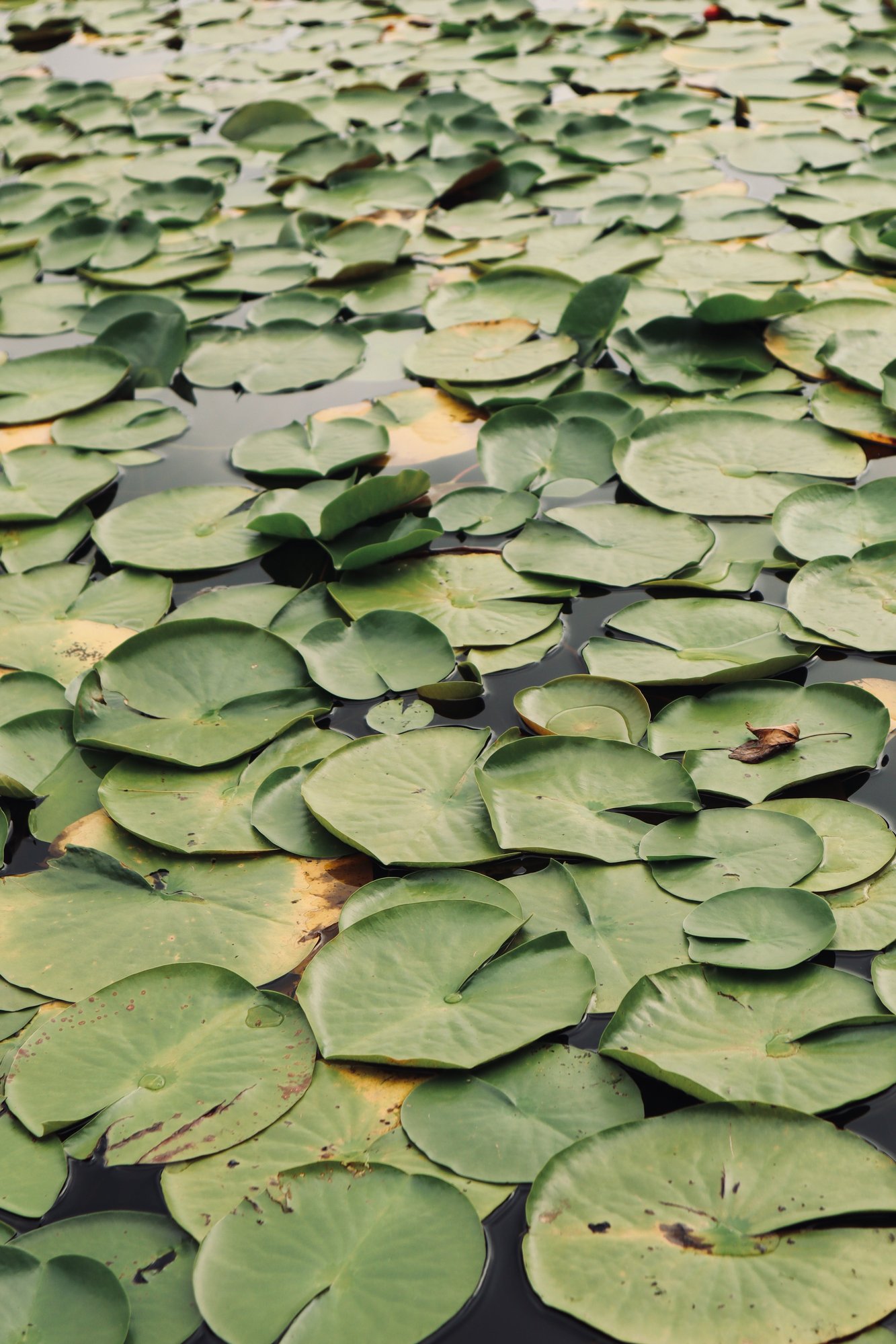 Peaceful lily pads